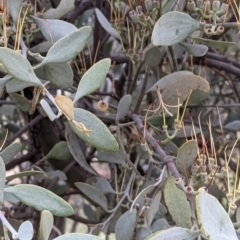 Amyema quandang var. quandang (Grey Mistletoe) at Pyramid Hill, VIC - 23 Oct 2021 by Darcy