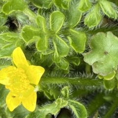 Ranunculus pimpinellifolius at Paddys River, ACT - 22 Oct 2021