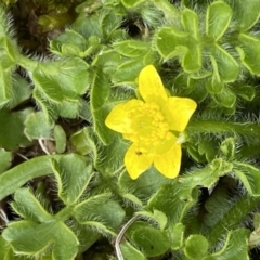 Ranunculus pimpinellifolius at Paddys River, ACT - 22 Oct 2021