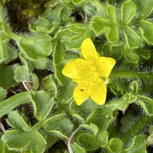 Ranunculus pimpinellifolius at Paddys River, ACT - 22 Oct 2021