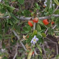 Lycium ferocissimum (African Boxthorn) at Pyramid Hill, VIC - 23 Oct 2021 by Darcy