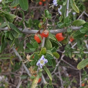 Lycium ferocissimum at Pyramid Hill, VIC - 23 Oct 2021