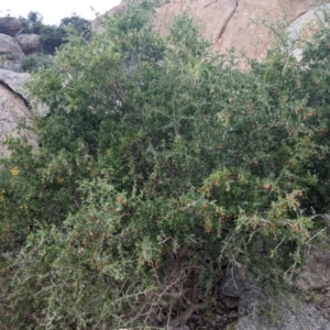 Lycium ferocissimum at Pyramid Hill, VIC - 23 Oct 2021