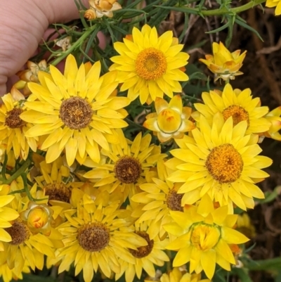 Xerochrysum bracteatum (Golden Everlasting) at Mount Hope Nature Conservation Reserve - 23 Oct 2021 by Darcy