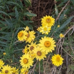 Xerochrysum bracteatum at Pyramid Hill, VIC - 23 Oct 2021