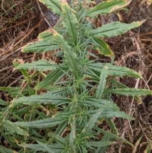 Xerochrysum bracteatum at Pyramid Hill, VIC - 23 Oct 2021 12:00 PM