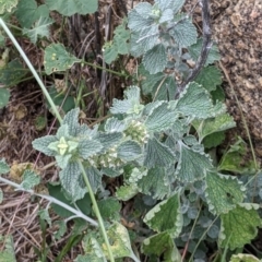 Marrubium vulgare (Horehound) at Pyramid Hill, VIC - 23 Oct 2021 by Darcy