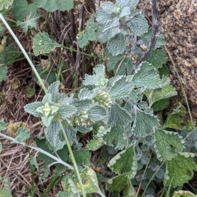 Marrubium vulgare (Horehound) at Pyramid Hill, VIC - 23 Oct 2021 by Darcy