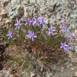 Isotoma axillaris at Pyramid Hill, VIC - 23 Oct 2021 12:02 PM