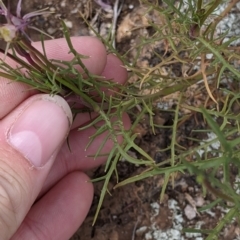 Isotoma axillaris at Pyramid Hill, VIC - 23 Oct 2021