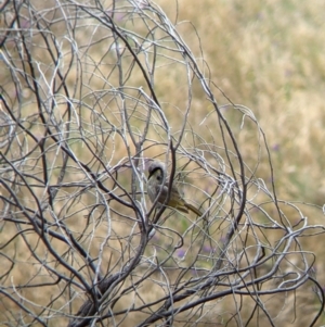 Gavicalis virescens at Pyramid Hill, VIC - 23 Oct 2021