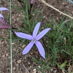 Isotoma axillaris (Australian Harebell, Showy Isotome) at Mount Hope Nature Conservation Reserve - 23 Oct 2021 by Darcy
