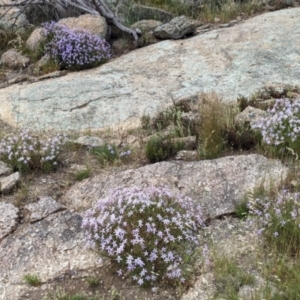 Isotoma axillaris at Pyramid Hill, VIC - 23 Oct 2021