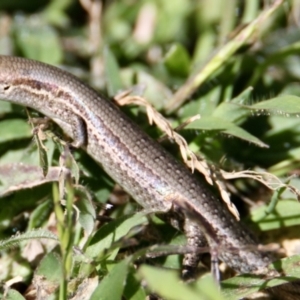 Lampropholis guichenoti at Springdale Heights, NSW - 25 Oct 2021