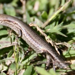 Lampropholis guichenoti (Common Garden Skink) at Springdale Heights, NSW - 25 Oct 2021 by PaulF