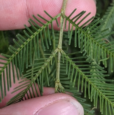 Acacia deanei subsp. paucijuga (Green Wattle) at Mount Hope Nature Conservation Reserve - 23 Oct 2021 by Darcy