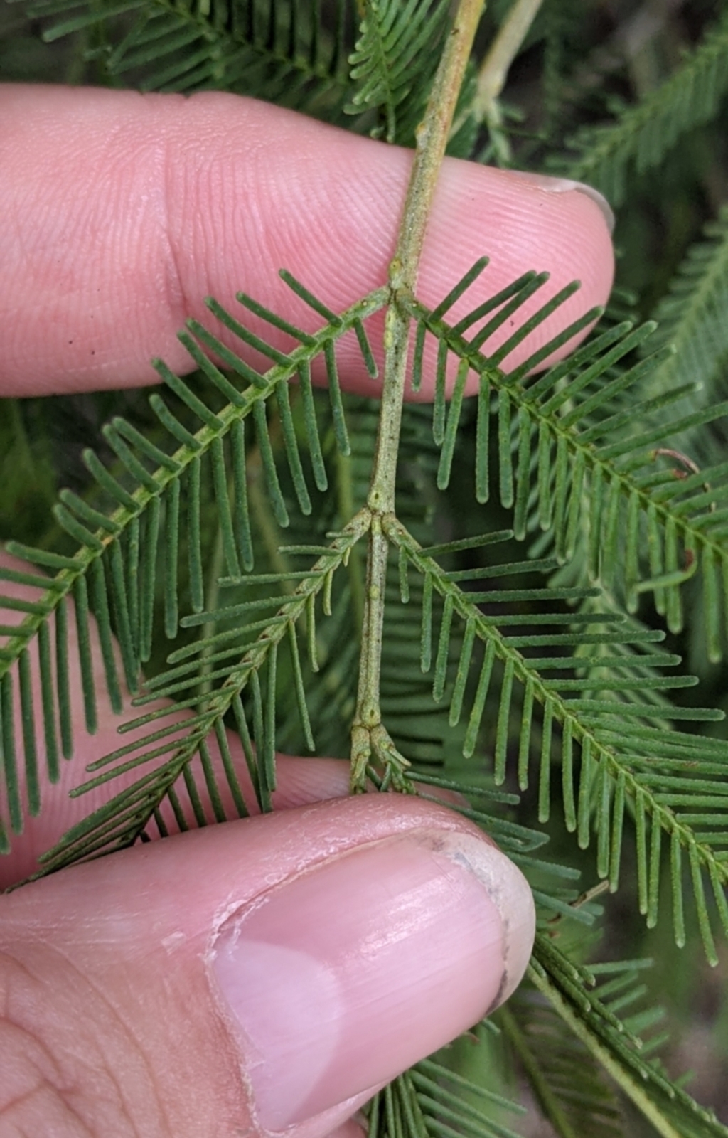 Acacia deanei subsp. paucijuga at Pyramid Hill, VIC - 23 Oct 2021