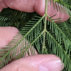 Acacia deanei subsp. paucijuga at Pyramid Hill, VIC - 23 Oct 2021 12:11 PM