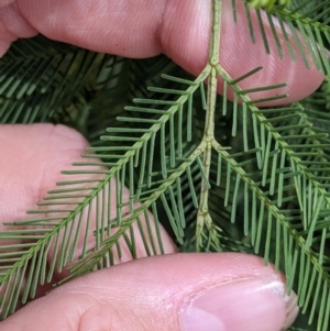 Acacia deanei subsp. paucijuga at Pyramid Hill, VIC - 23 Oct 2021