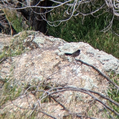 Rhipidura leucophrys (Willie Wagtail) at Mount Hope Nature Conservation Reserve - 23 Oct 2021 by Darcy