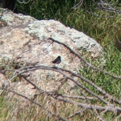 Rhipidura leucophrys at Pyramid Hill, VIC - 23 Oct 2021 12:21 PM