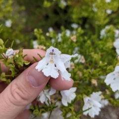 Prostanthera nivea (Snowy Mint-bush) at Pyramid Hill, VIC - 23 Oct 2021 by Darcy