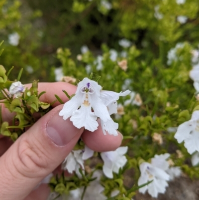 Prostanthera nivea (Snowy Mint-bush) at Mount Hope Nature Conservation Reserve - 23 Oct 2021 by Darcy