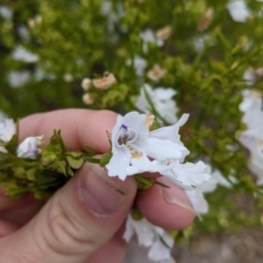 Prostanthera nivea at Pyramid Hill, VIC - 23 Oct 2021 12:35 PM