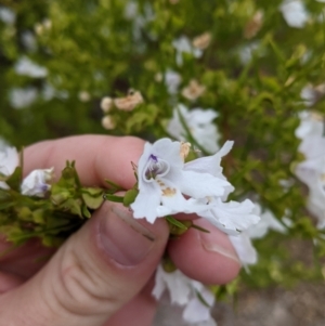 Prostanthera nivea at Pyramid Hill, VIC - 23 Oct 2021 12:35 PM