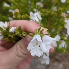 Prostanthera nivea at Pyramid Hill, VIC - 23 Oct 2021 12:35 PM