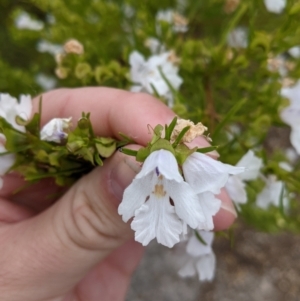 Prostanthera nivea at Pyramid Hill, VIC - 23 Oct 2021