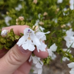 Prostanthera nivea at Pyramid Hill, VIC - 23 Oct 2021 12:35 PM