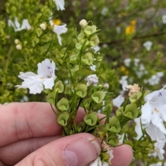 Prostanthera nivea at Pyramid Hill, VIC - 23 Oct 2021 12:35 PM