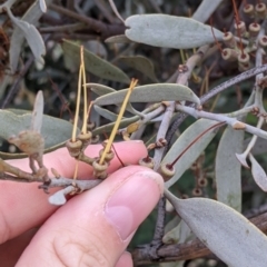 Amyema quandang var. quandang (Grey Mistletoe) at Mount Hope Nature Conservation Reserve - 23 Oct 2021 by Darcy