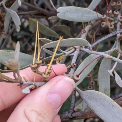 Amyema quandang var. quandang (Grey Mistletoe) at Pyramid Hill, VIC - 23 Oct 2021 by Darcy