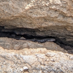 Unidentified Skink at Pyramid Hill, VIC - 23 Oct 2021 by Darcy