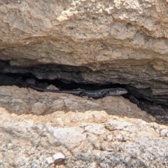 Unidentified Skink (TBC) at Pyramid Hill, VIC - 23 Oct 2021 by Darcy