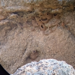 Petrochelidon ariel (Fairy Martin) at Pyramid Hill, VIC - 23 Oct 2021 by Darcy