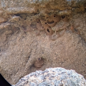 Petrochelidon ariel at Pyramid Hill, VIC - 23 Oct 2021