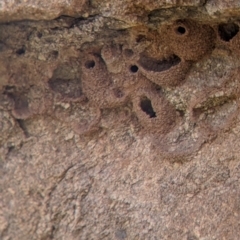 Petrochelidon ariel at Pyramid Hill, VIC - 23 Oct 2021