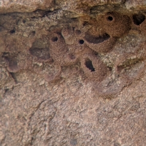 Petrochelidon ariel at Pyramid Hill, VIC - 23 Oct 2021 12:41 PM