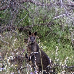 Wallabia bicolor (Swamp Wallaby) at Mount Hope Nature Conservation Reserve - 23 Oct 2021 by Darcy