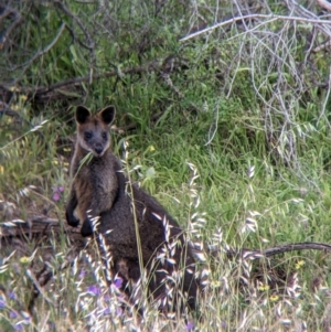 Wallabia bicolor at Pyramid Hill, VIC - 23 Oct 2021