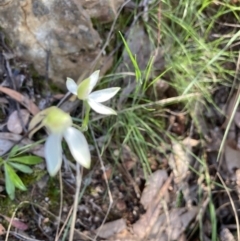 Caladenia sp. at Molonglo Valley, ACT - 25 Oct 2021 by Jenny54
