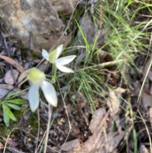 Caladenia sp. at Molonglo Valley, ACT - 26 Oct 2021