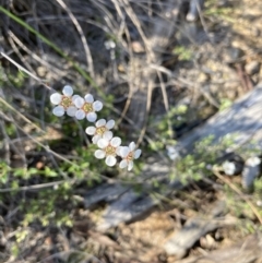 Leptospermum (genus) (Tea Tree) at Molonglo Valley, ACT - 26 Oct 2021 by Jenny54