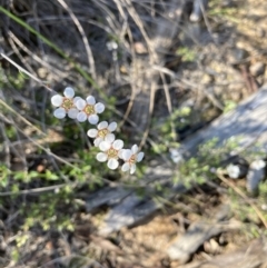 Leptospermum sp. (Tea Tree) at Black Mountain - 25 Oct 2021 by Jenny54