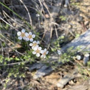 Leptospermum sp. at Molonglo Valley, ACT - 26 Oct 2021