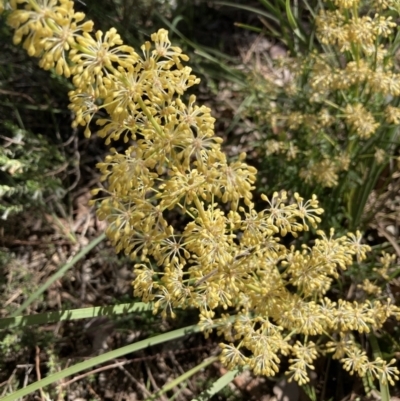 Lomandra multiflora (Many-flowered Matrush) at Molonglo Valley, ACT - 25 Oct 2021 by Jenny54