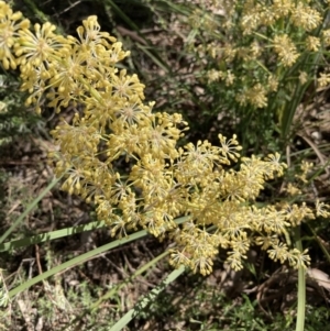 Lomandra multiflora at Molonglo Valley, ACT - 26 Oct 2021